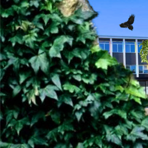 romain_caignard_assia_amrane